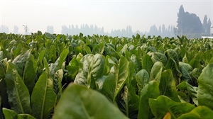 BENEO reduces specific energy consumption while increasing production capacity of chicory root fibres
