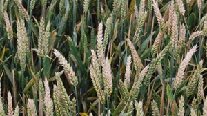 Harmful fungal toxins in wheat: a growing threat across Europe