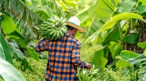 World Banana Forum prepares for 4th Global Conference amid multiple challenges