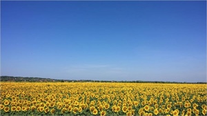 Improved availability of sunflower oil following market adaptation and arrival of Ukrainian products over land transport