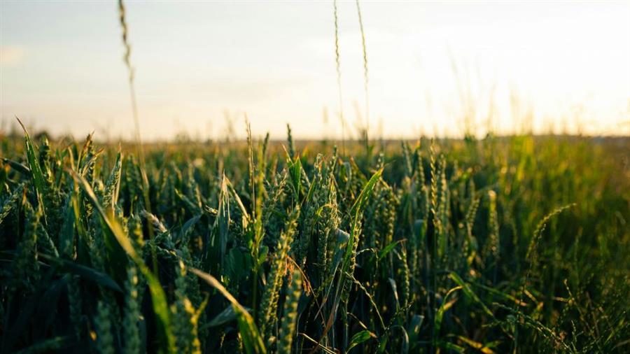 Wet winter could cut UK food self sufficiency by about a tenth