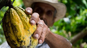 Puratos and private investors join forces to improve the livelihood of cocoa farmers globally