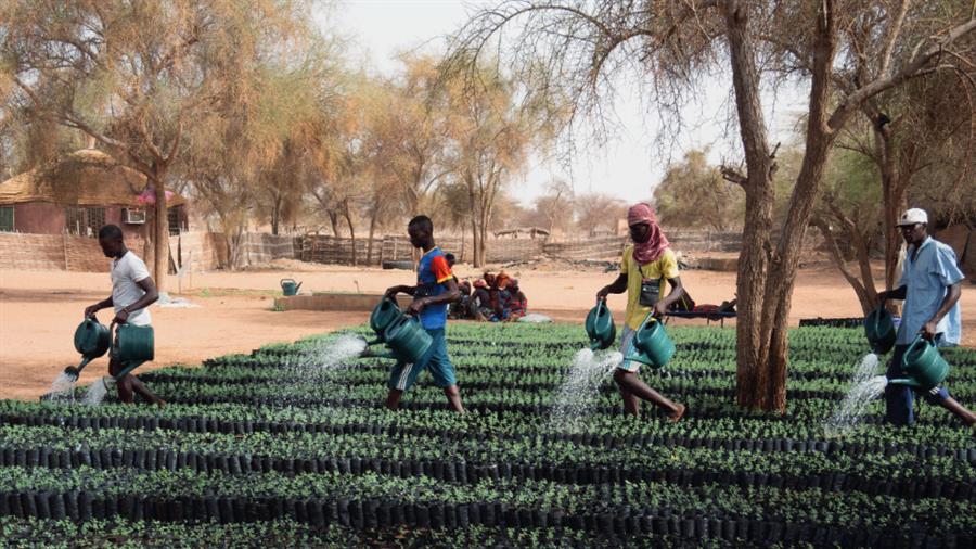 African and French institutions partner up through TSARA, a research plan for food and agricultural systems